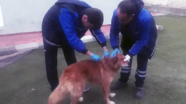 Kayalıklarda Mahsur Kalan Köpeği Kurtardılar