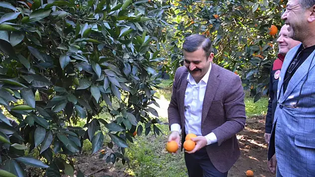 Kaymakam Kumcu, 'Köyceğiz Portakalı' hasadına katıldı