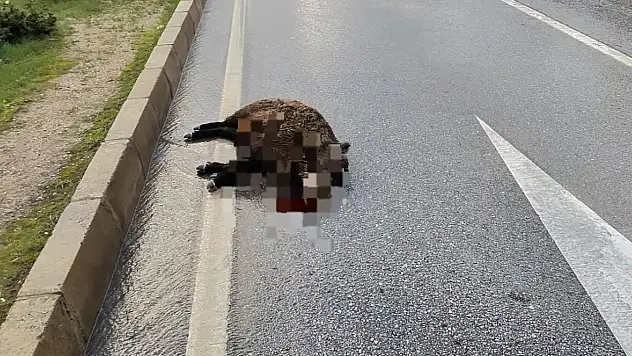 Kazada yaban domuzu telef oldu