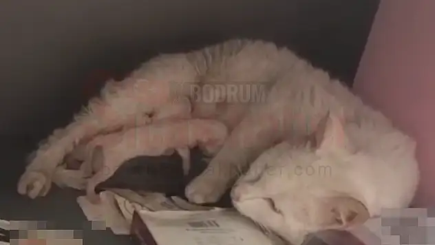 Kedi Markette Doğum Yaptı