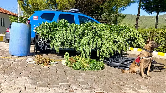 Kenevir İmal Eden Şahıslar Yakalandı