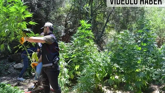 Kenevir Tarlasına Baskın