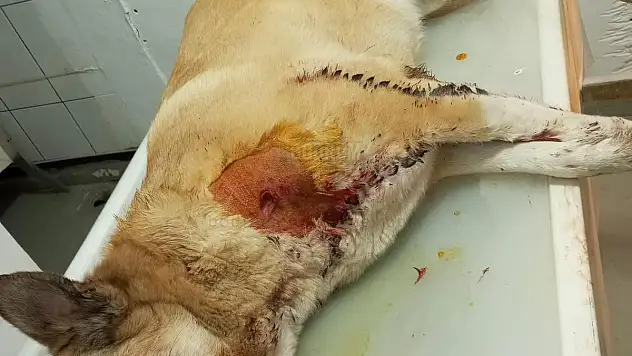 Kent Konseyi'nden Badem'i Vuran Kişi ile İlgili İddia