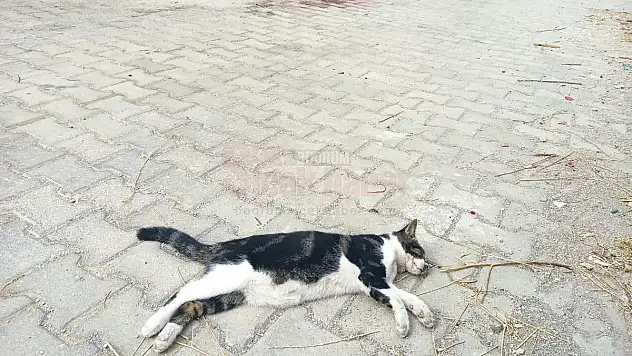 Konacık'ta  7 Kedi 1 Köpek Zehirlenerek Öldürüldü