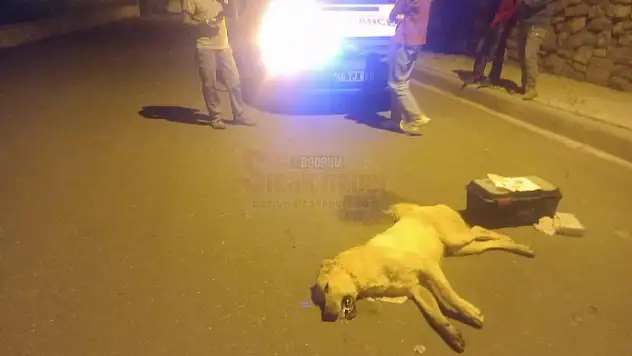Konacık'ta Ölen Köpeklerin Sayısı Artıyor