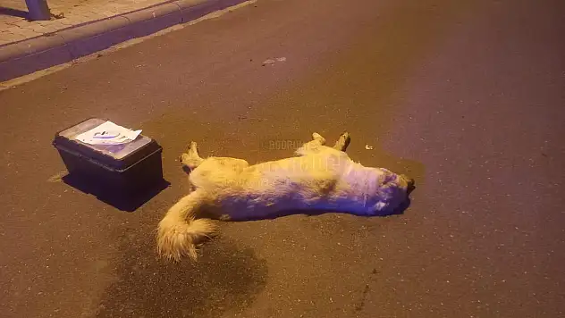 Konacık'ta Sokakta Vatandaşlar Tarafından Bakılan 2 Köpeği Zehirlediler