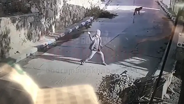 KÖPEĞE TAŞ ATTILAR SOPAYLA VURDULAR