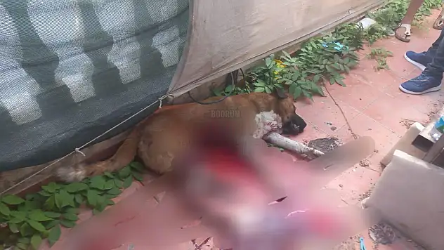 Köpeği Bıçaklayan Şahıs Güvenlik Kameralarına Yakalandı