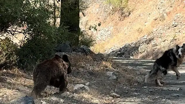 Köpeği İle Gezerken Yavru Ayı İle Karşılaştı