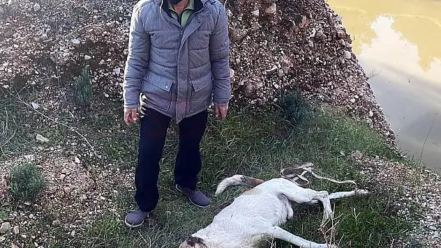 Köpeği Kafasına Vura Vura Öldürdüler