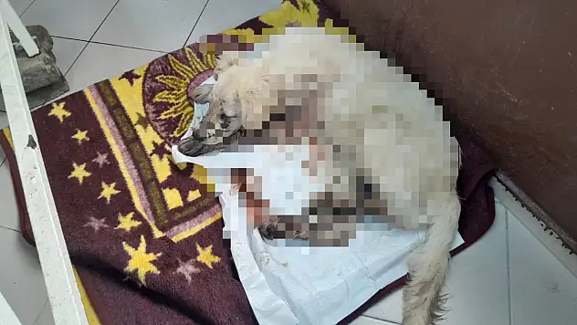 Köpeği vuran kişi gözaltına alındı