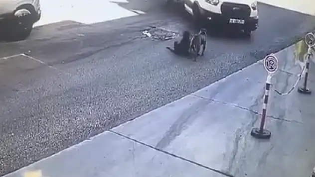 Köpekleri Fark Etmeyen Sürücü Geri Dönüp Özür Diledi