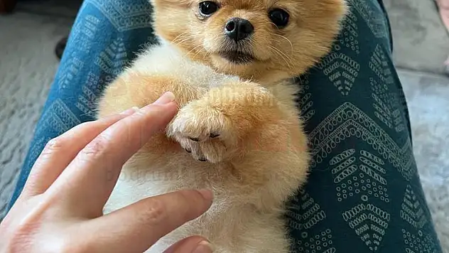 Köpekleri Veterinerde Ölen Aile, Suç Duyurusunda Bulundu