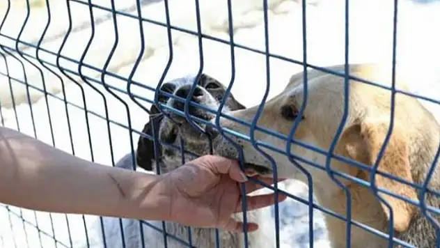 Köpeklerimizi vermiyoruz, aldıklarınızı sağ salim geri istiyoruz, verdiğiniz sözleri tutun!