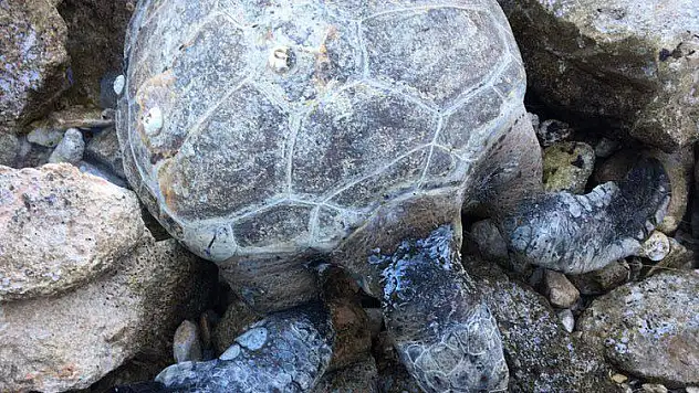 Koruma Altındaki Carettalar Ölü Halde Karaya Vurdu