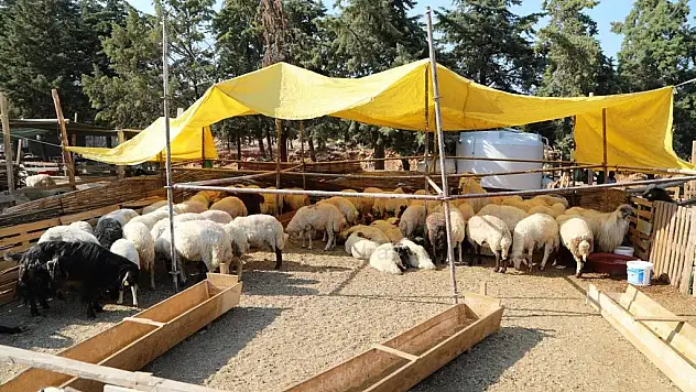 KURBAN KESİM YERLERİ HAZIRLIKLARI TAMAM