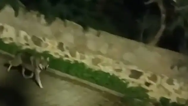 Kurt sürüsü görüntülendi