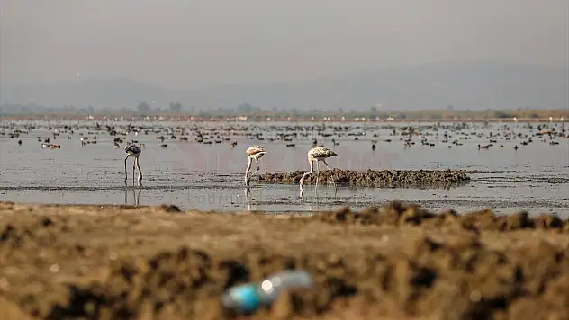 Kuş cenneti Bafa Gölünde sular çekiliyor