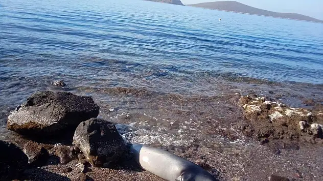 Kuyruğundan Yaralanmış Fok Ölü Halde Kıyıya Vurdu