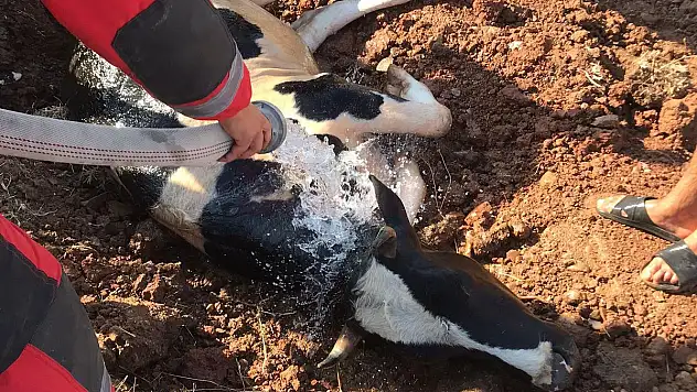 Kuyuya Düşen İneği Ekipler Çıkarttı