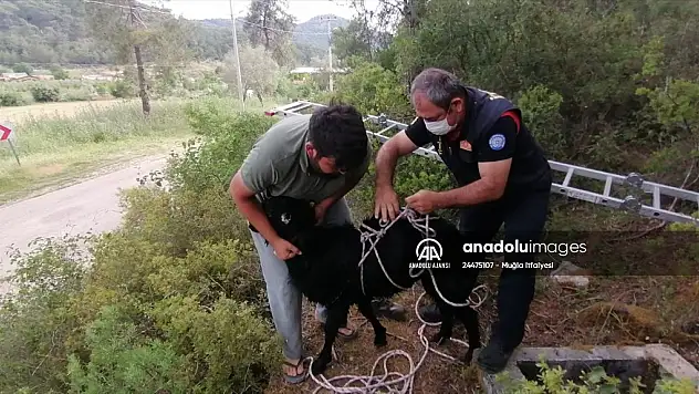 Kuyuya düşen keçiyi itfaiye kurtardı