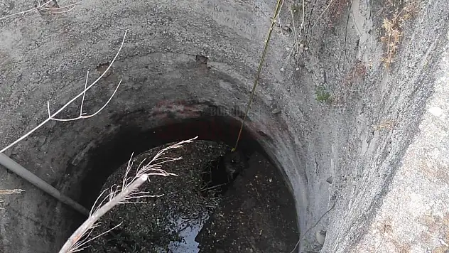 Kuyuya Düşen Köpek Kurtarıldı