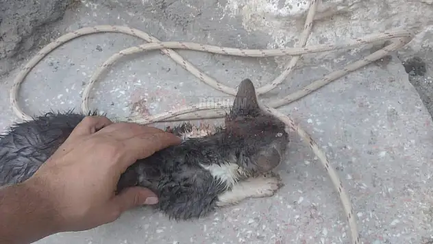 Kuyuya Düşen Yavru Kedi İtfaiye Ekiplerince Kurtarıldı
