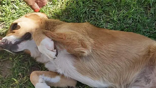 Mahalleli Hayvanlarını Zehirleyip Öldürenler Yüzünden İsyanda