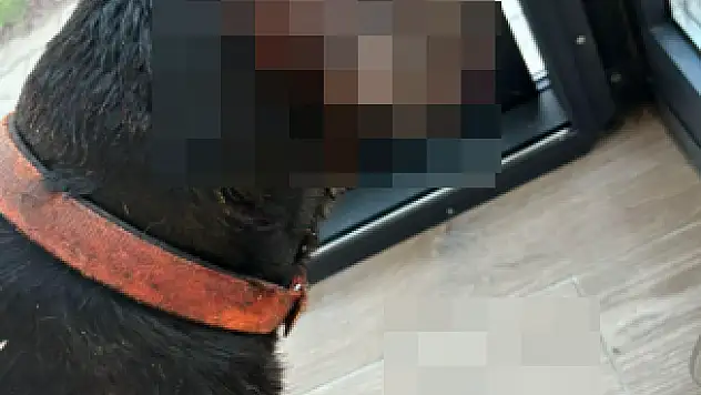 Mahallenin Köpeğini  Vurup Ağır Şekilde Yaraladılar