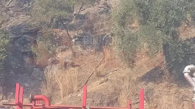 Makilik ve zeytinlik alanda yangın çıktı
