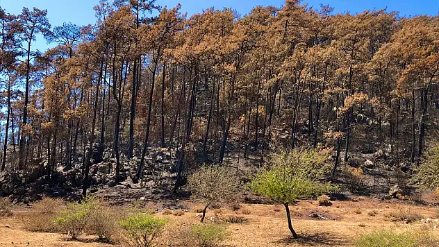 Marmaris'te yangınlar sonrası doğa canlanmaya başladı