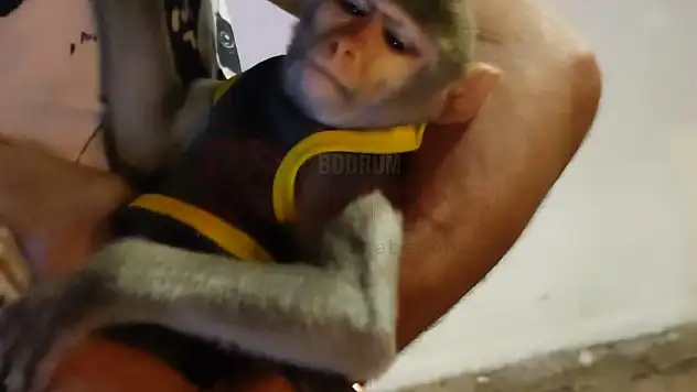 Maymun Üzerinden Maddi Menfaat Sağlayan Şahıs KGYS Kameralarına Takıldı