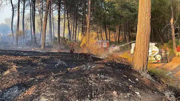 Maytap ile Ormanı Yaktılar
