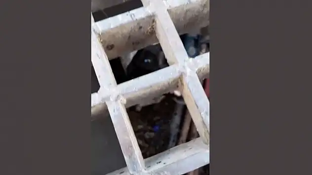 Mazgaldan kurtarılan köpeğin sahibi aranıyor