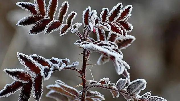 Meteoroloji'den Zirai Don Uyarısı