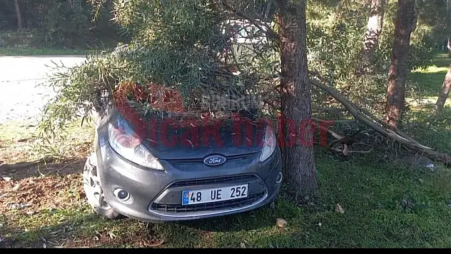 Mıcırda kayan araç  ağaca vurarak durabildi...