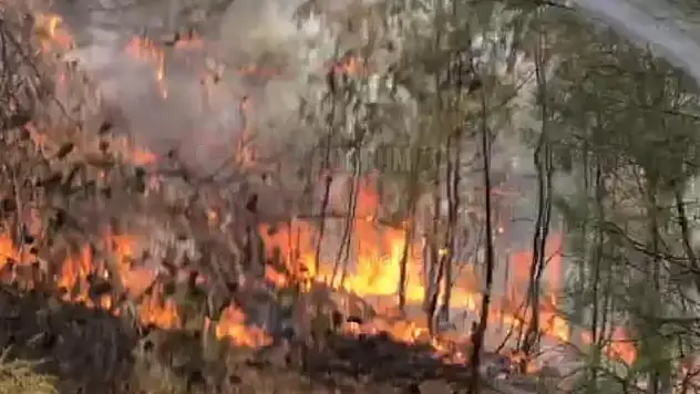 Milas Çamköyde Yangın Çıktı
