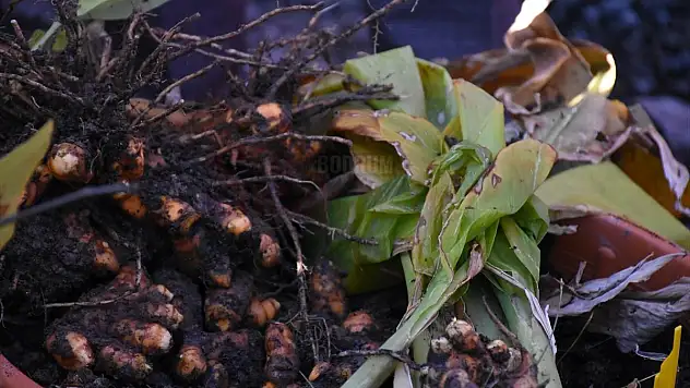 Milas'da hasadı yapılan zerdeçal, üreticisinin yüzünü güldürdü