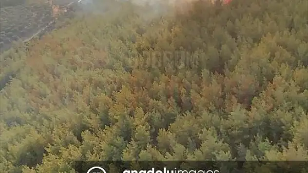 Milas'da Orman Yangını Başladı