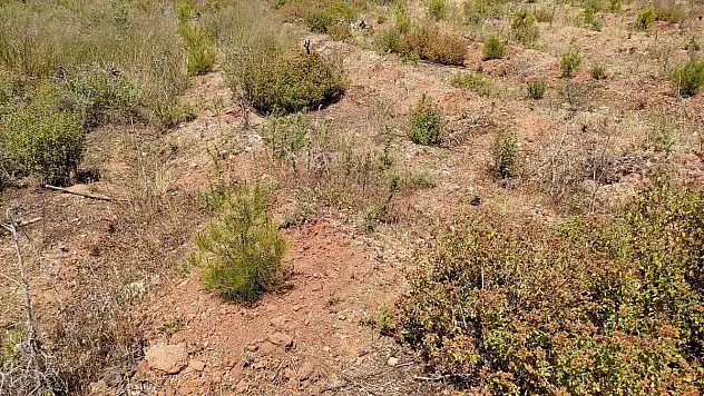 Milas'ta Dikilen Fidanlar Büyüyor