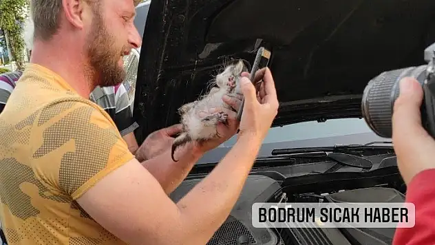 Miyavlaması Canını Kurtardı