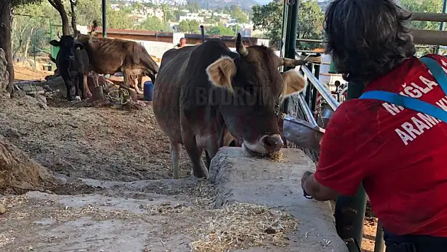 Muğla 911, Bitez'de Çıkan Yangında Hayvanları Kurtardı