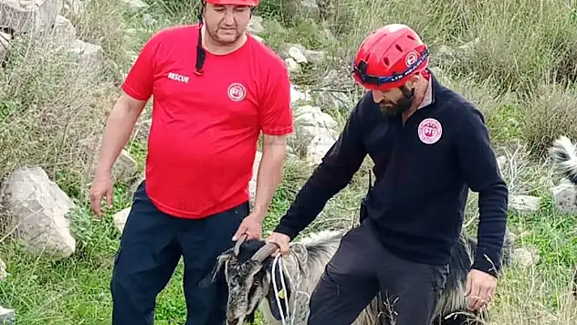 Muğla 911 Ekipleri Hamile Keçiyi Kayalıklardan Kurtardı