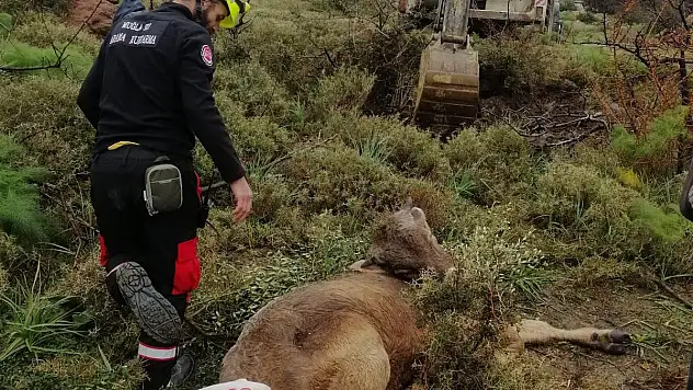 Muğla 911 Ekipleri Sıkıştığı Yerden Kurtardı...