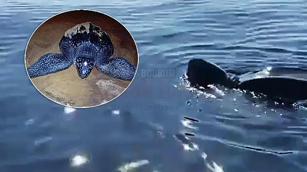 Muğla açıklarında deri sırtlı deniz kaplumbağası görüntülendi