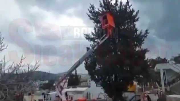 Muğla'da Ağaçta Mahsur Kalan Kedi Kurtarıldı....