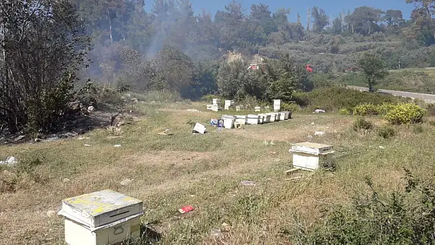 Muğla'da bir zeytin bahçesinde yangın çıktı
