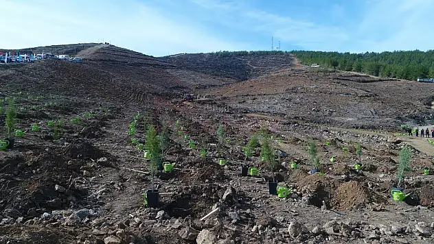 Muğla'da Büyük Yangınların 2. Yılında Yanan Alanlar Tekrar Yeşeriyor