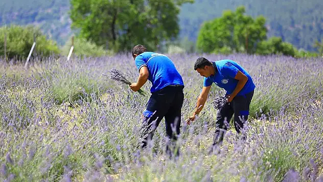 Muğla'da büyükşehir 97 bin 599 aromatik bitki dağıttı