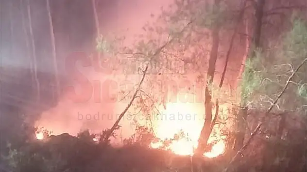 Muğla'da çıkan orman yangını söndürüldü